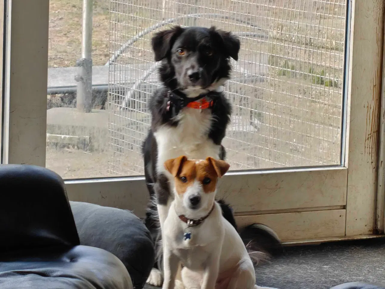 Billede 4 - Jack Russell Terrier Han