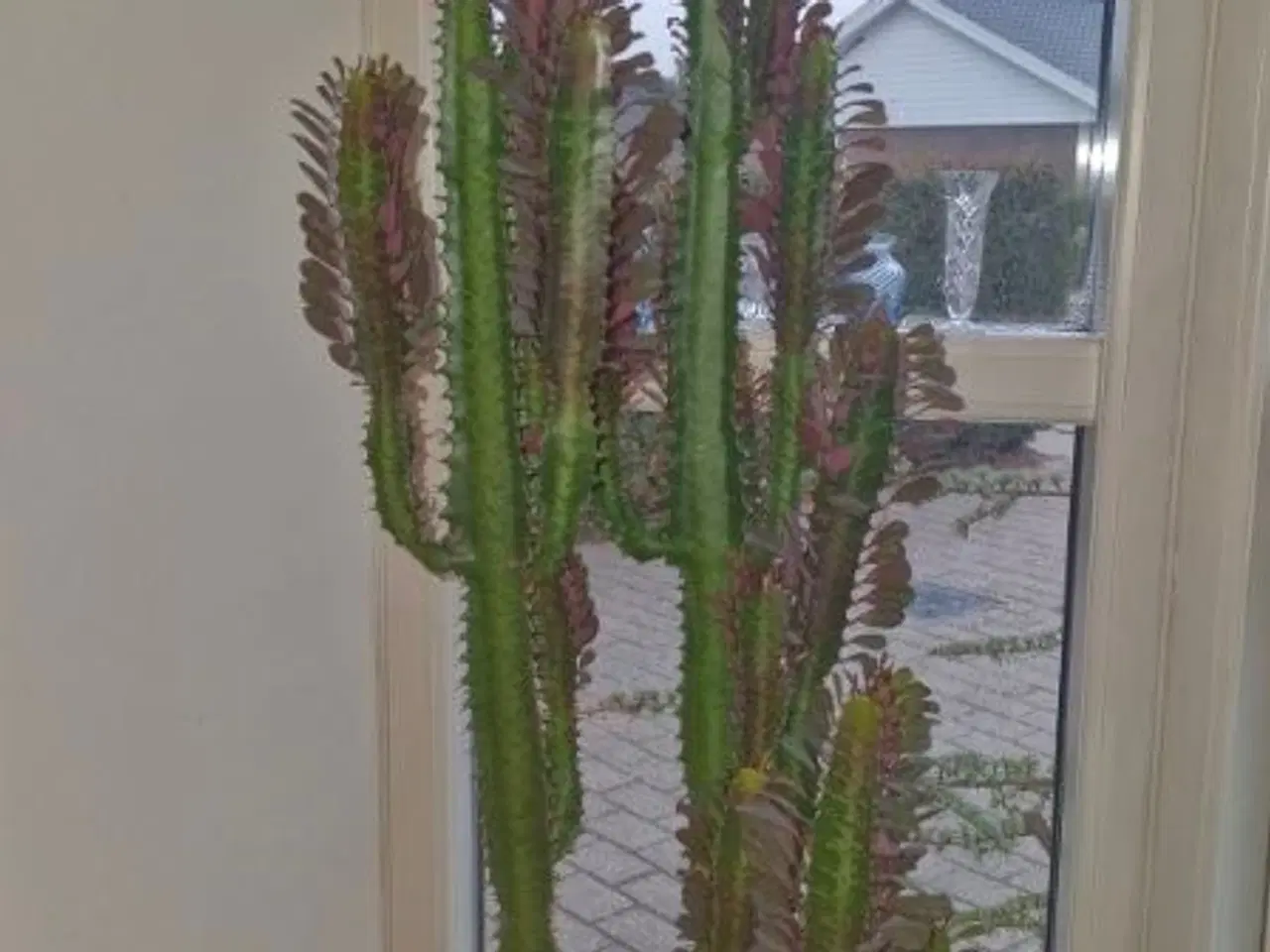 Billede 1 - Stueplante, Kaktus, Afrikansk Mælkebøg.