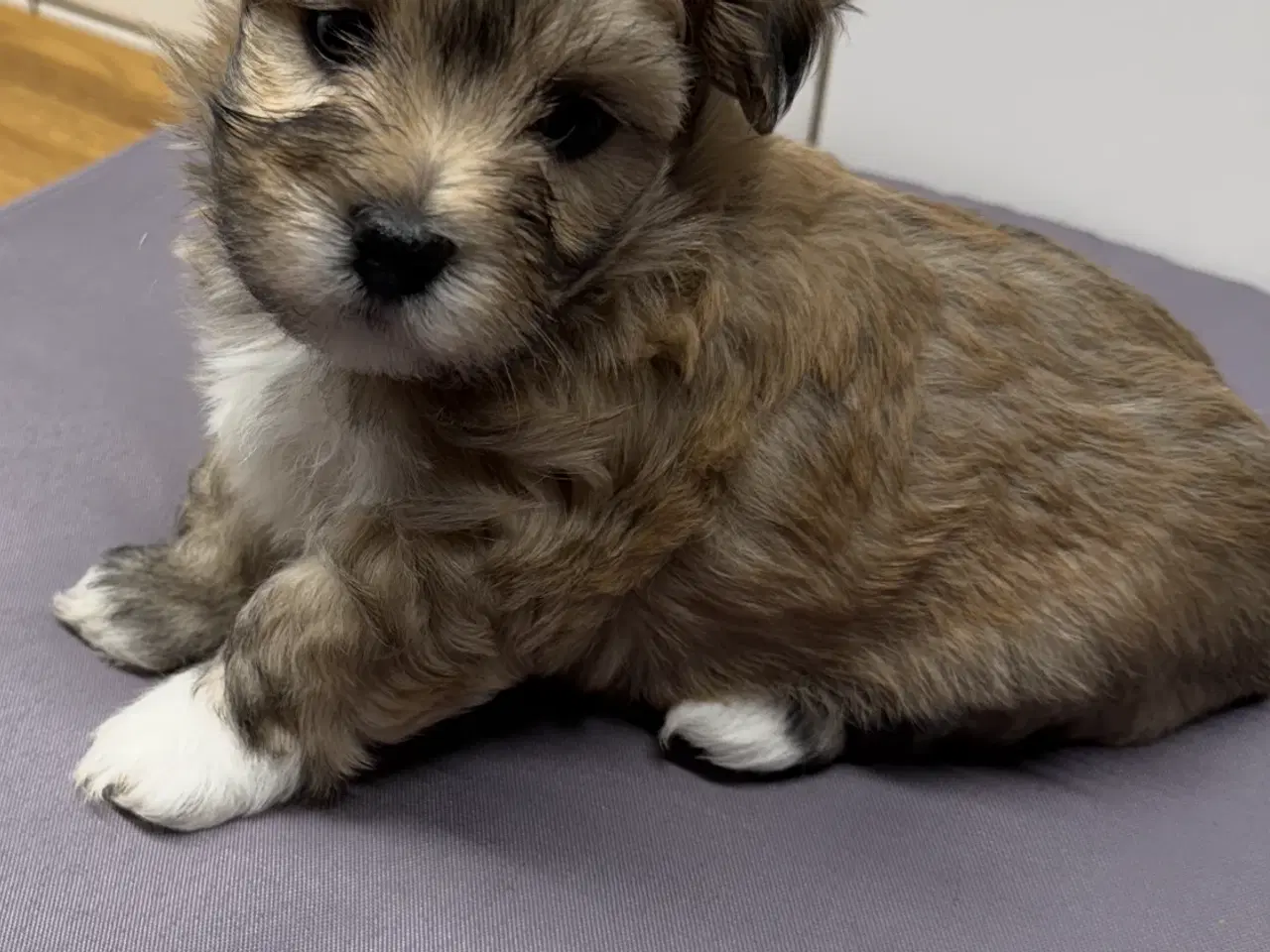 Billede 5 - Bichon Havanais hvalpe 