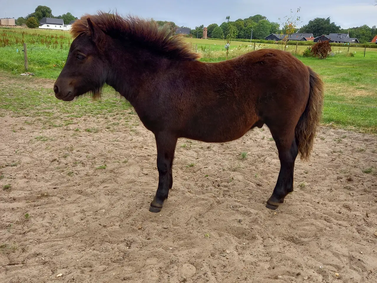 Billede 6 - 2 dejlige shetlænder føl