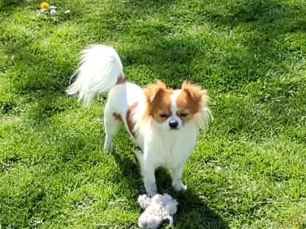 Billede 2 - Chihuahua han søger ny familie 