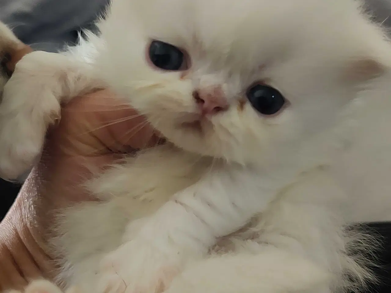 Billede 11 - Perser killinger 