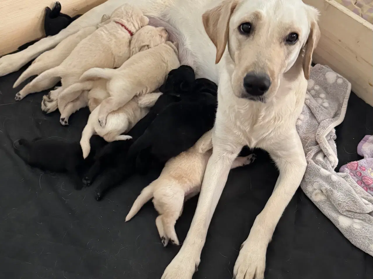 Billede 1 - Lækre Labrador hvalpe