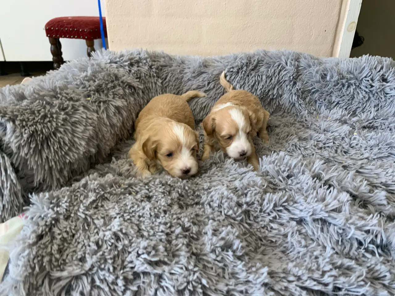Billede 5 - Små fine Maltipoo babyer 