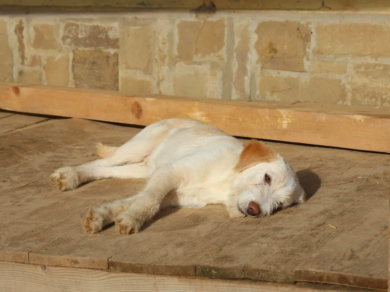 Billede 5 - Vidunderlige DJ leder efter sin 4-ever familie🏡💞