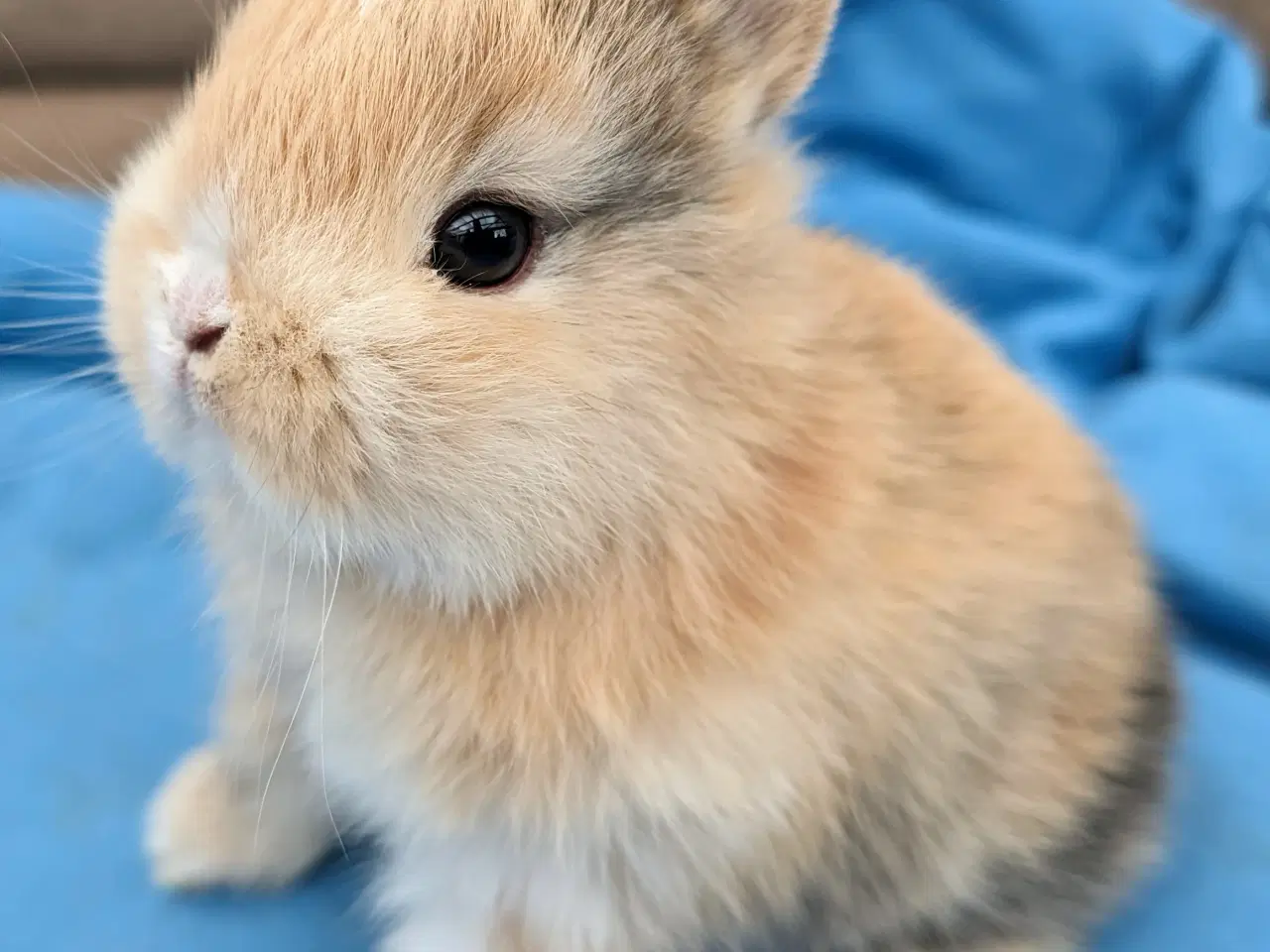 Billede 1 - Hermelin kaninunge sælges 