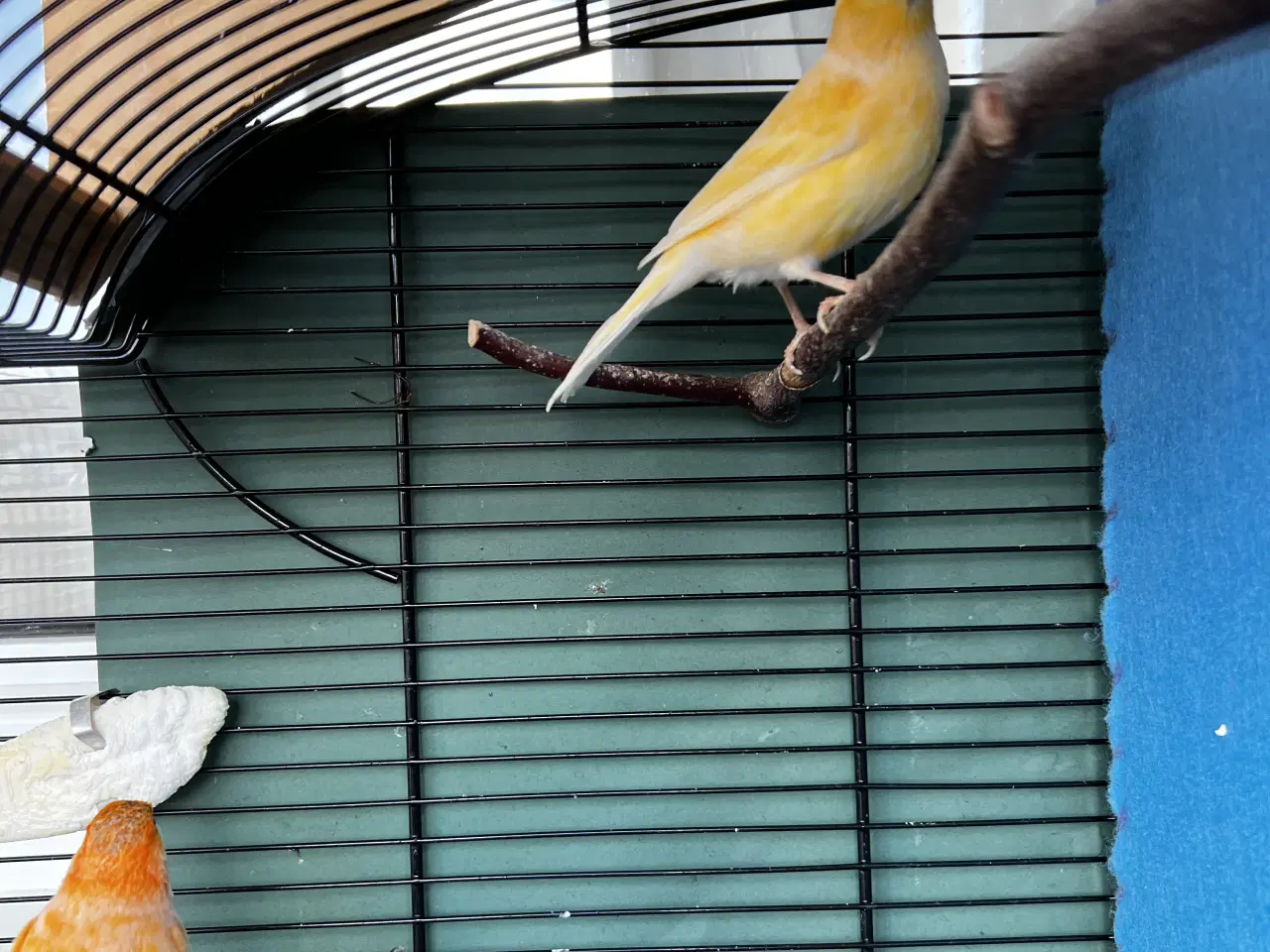 Billede 3 - Et elegant par unge kanariefugle