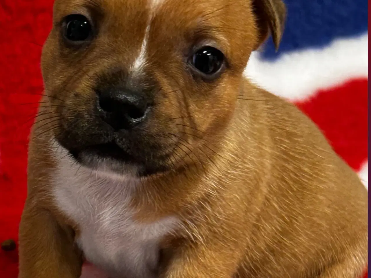 Billede 4 - De mest fantastisk staffordshire Bull terrier🐾