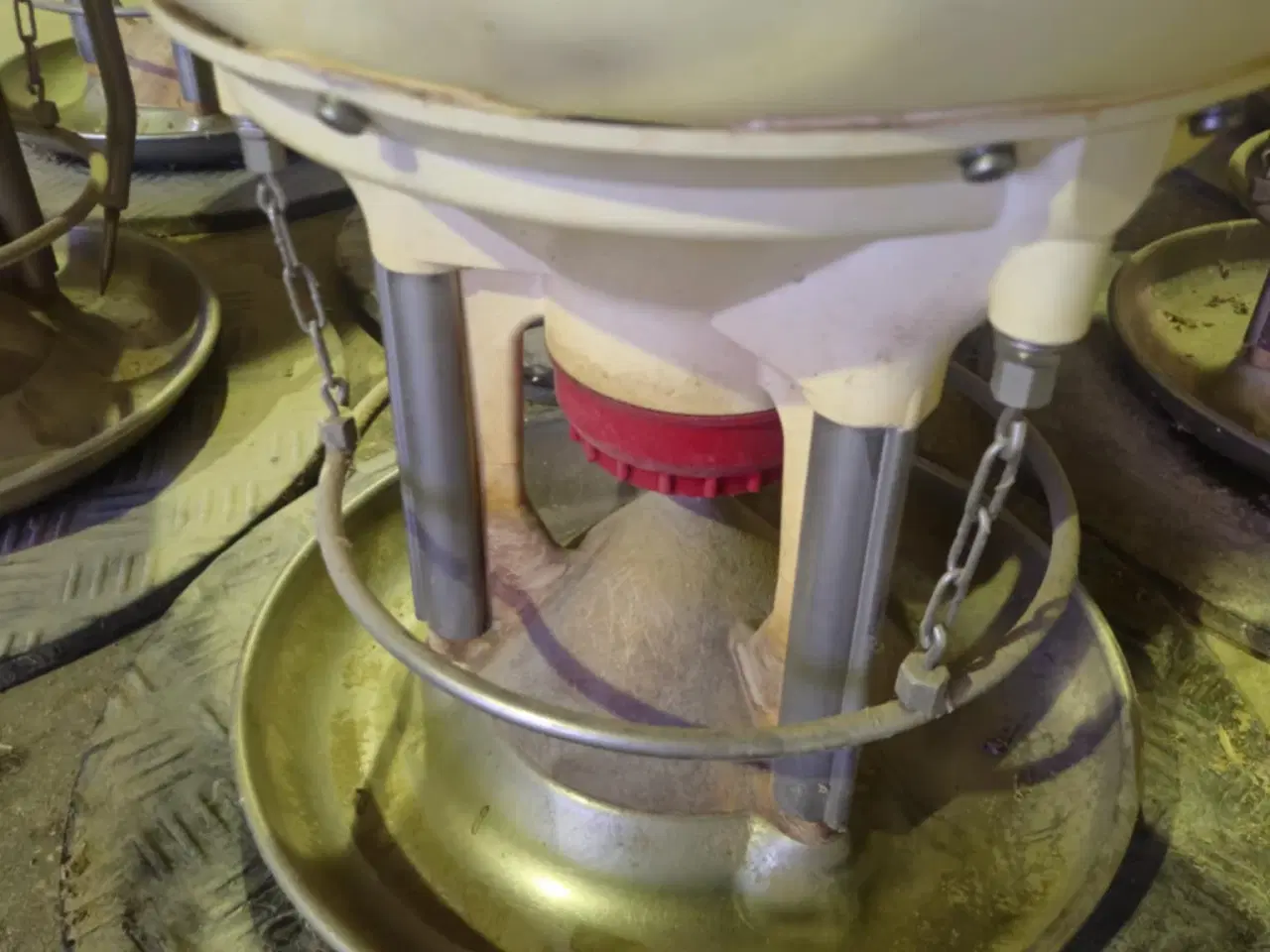 Billede 11 - DLG First Feeder