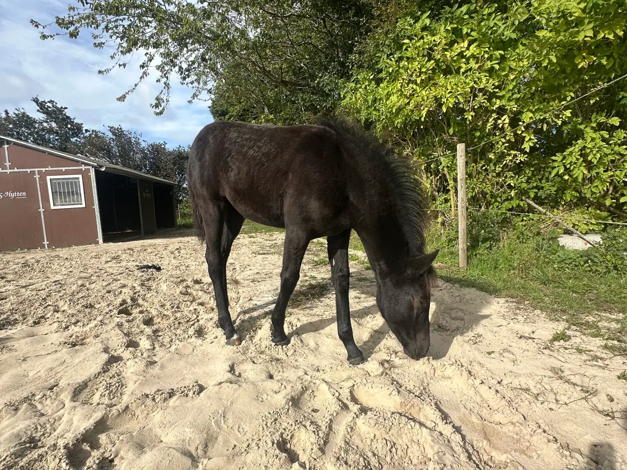 Billede 3 - Spotilas/totilas hoppeføl