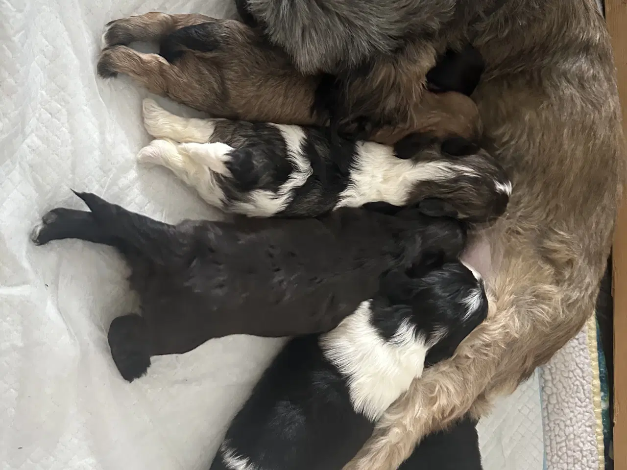 Billede 18 - Blødeste små hvalpe 