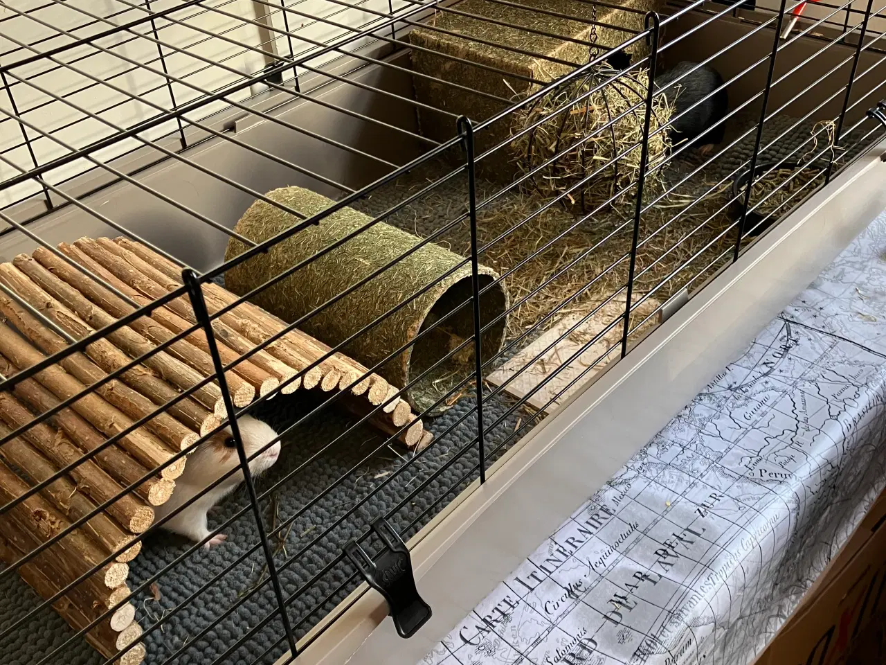 Billede 1 - Marsvin med bur mm