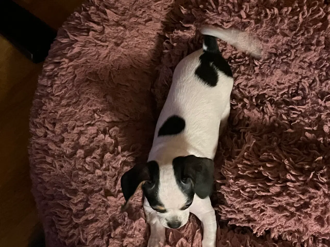 Billede 2 - Chihauhau mix hanhvalp, sælges.