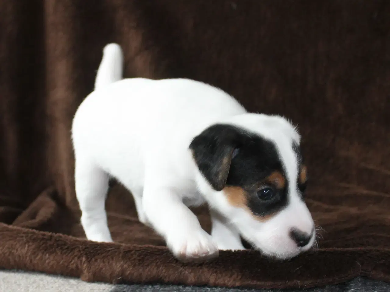 Billede 3 - Jack Russel Hvalpe