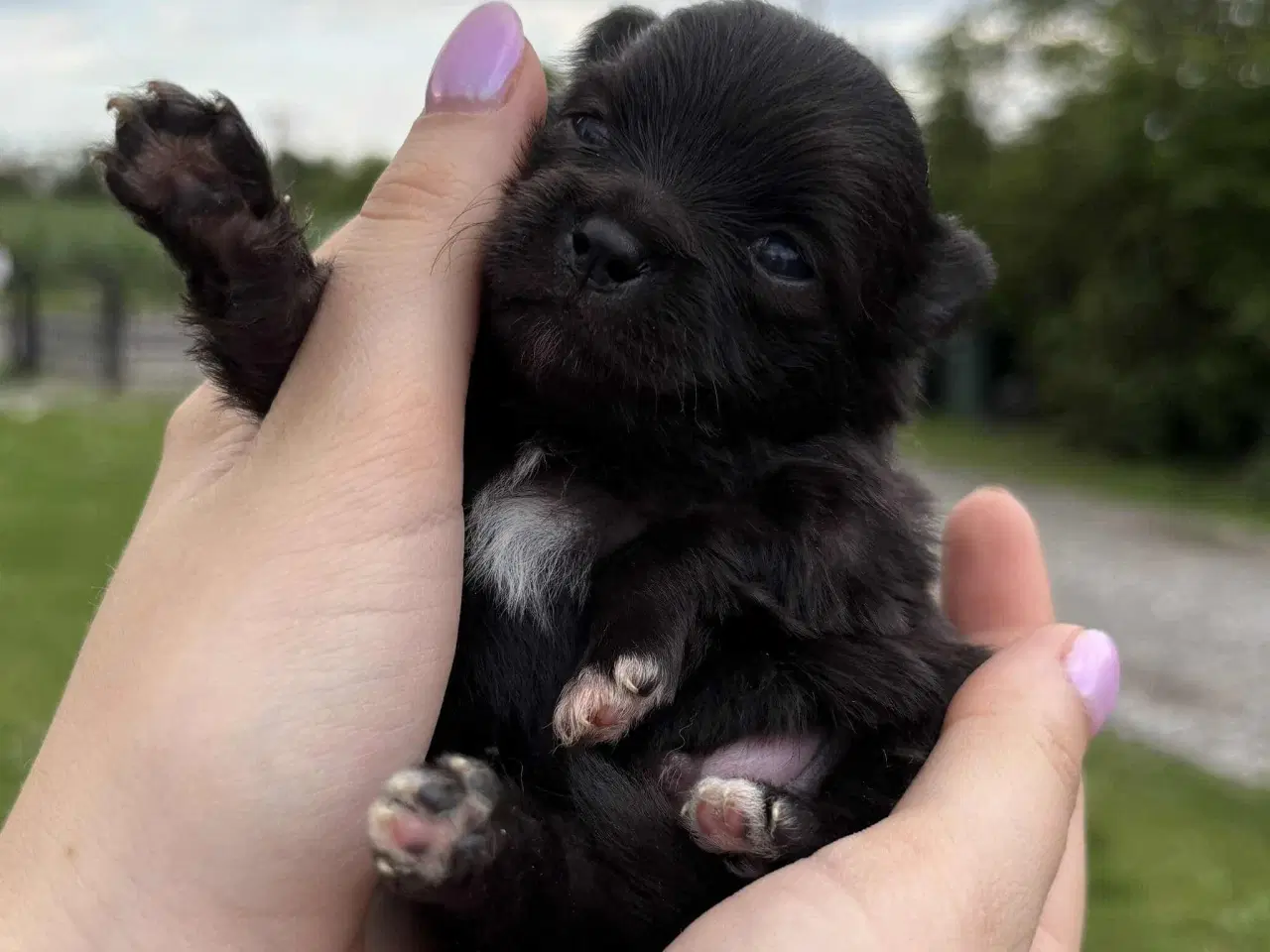 Billede 7 - Skønne Pomeranian-hvalpe