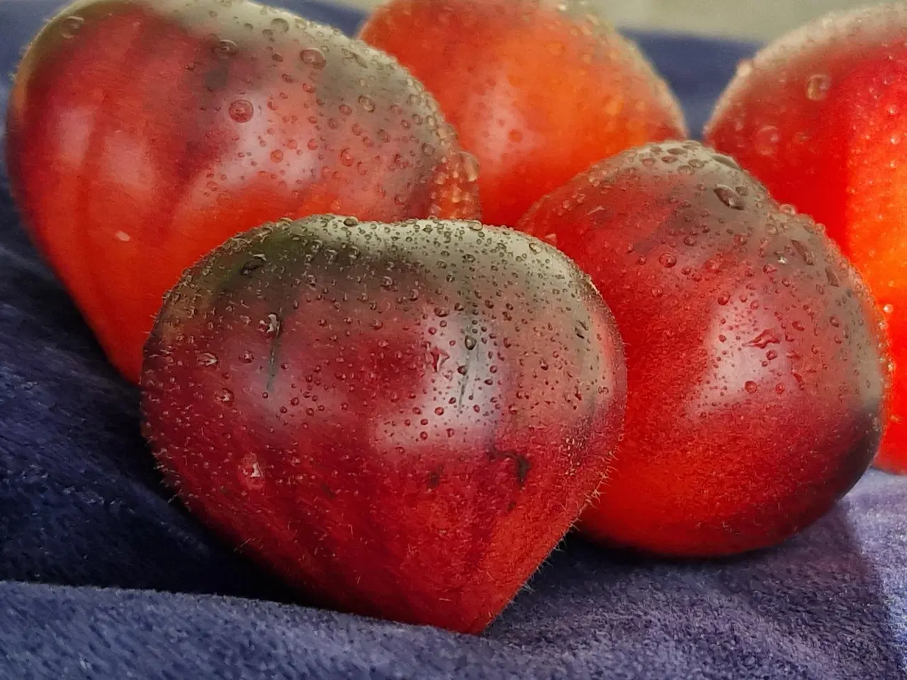 Billede 3 - Dyrk eksotiske tomatsorter