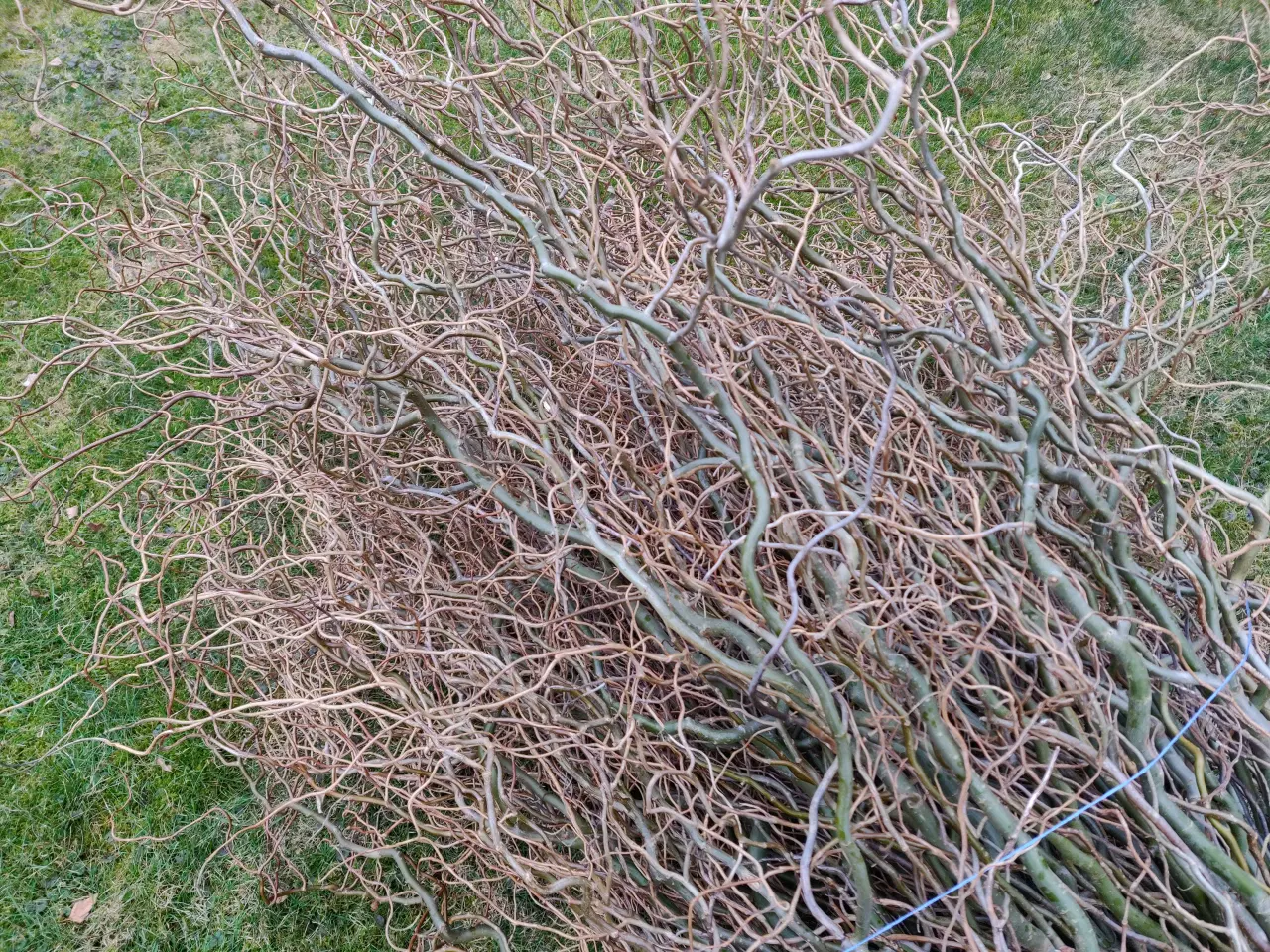 Billede 3 - Troldpil grene - bundt
