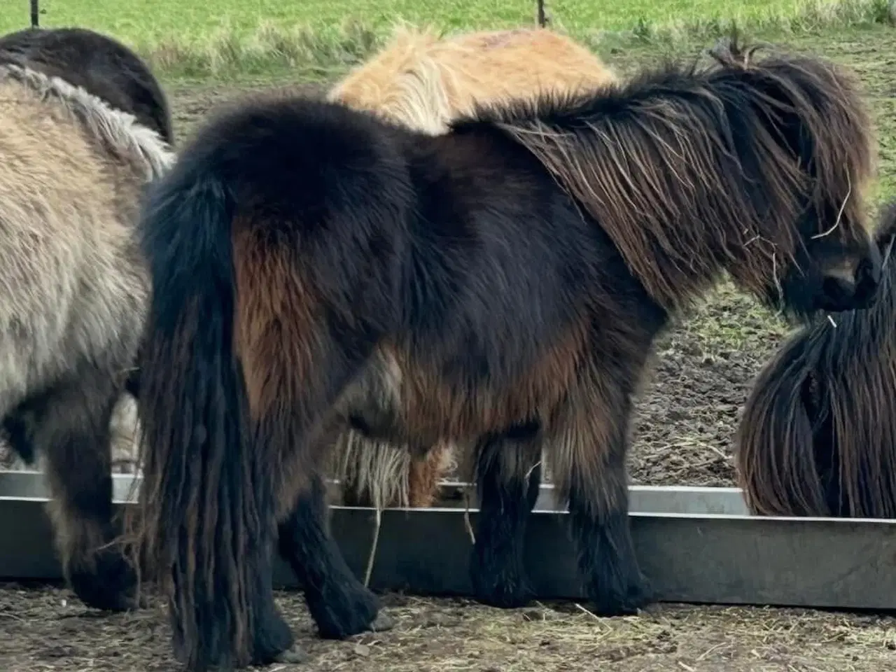 Billede 3 - Skøn snart 2 års shetlænder hoppe med rødt pas 