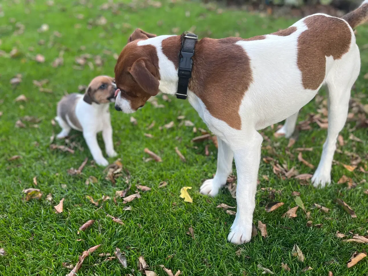 Billede 5 - Dansksvensk Gårdhund hvalpe