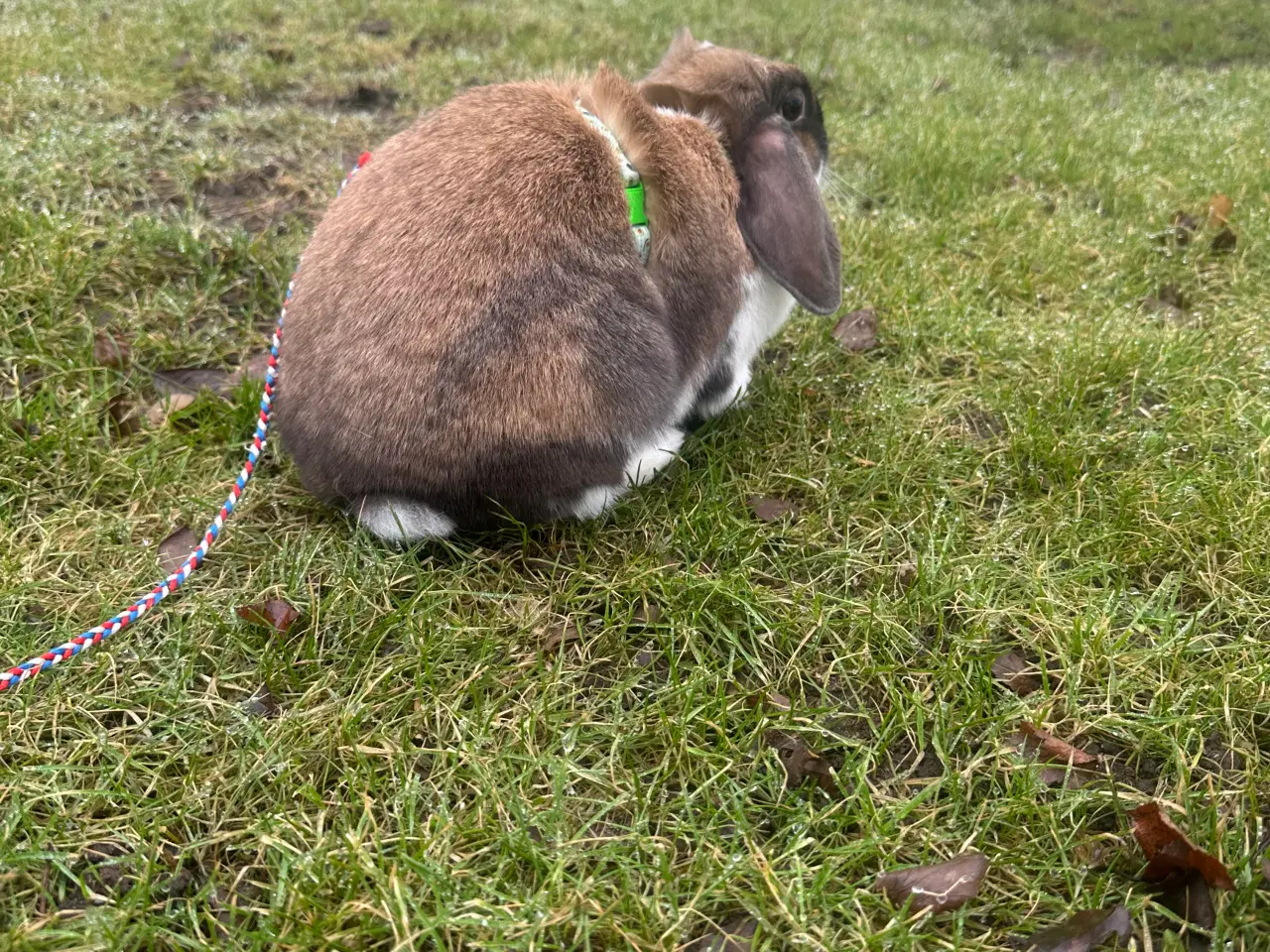 Billede 2 - 2 kaniner gives væk “GRATIS”