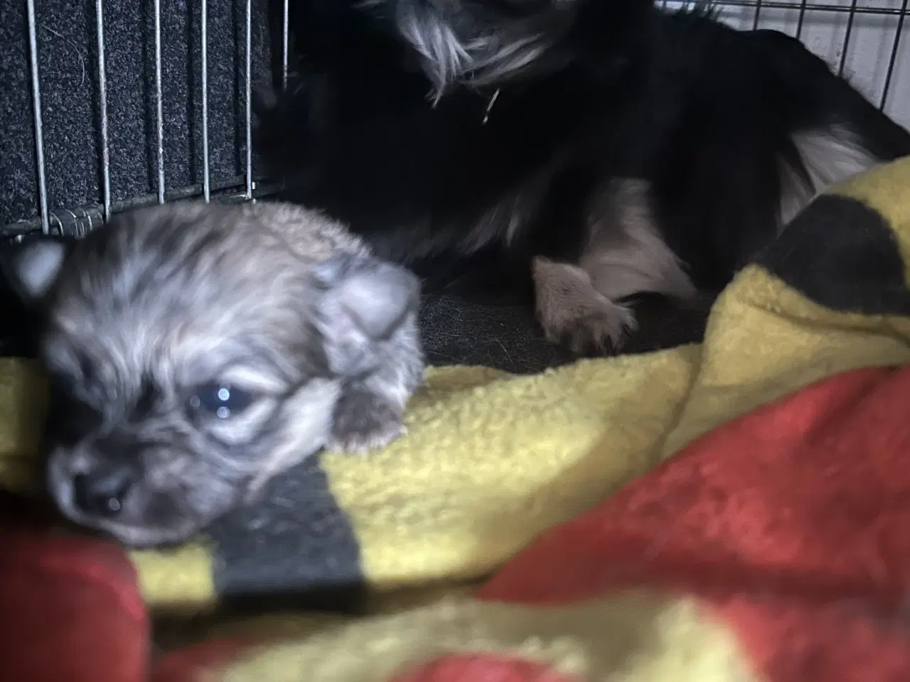 Billede 1 - Pomeranian / Chihuahua