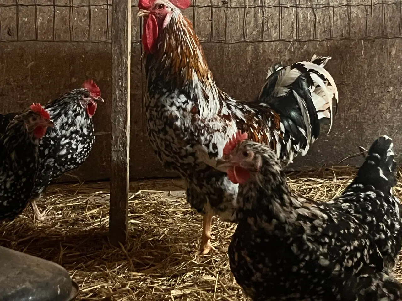 Billede 9 - Kyllinger fra race høns