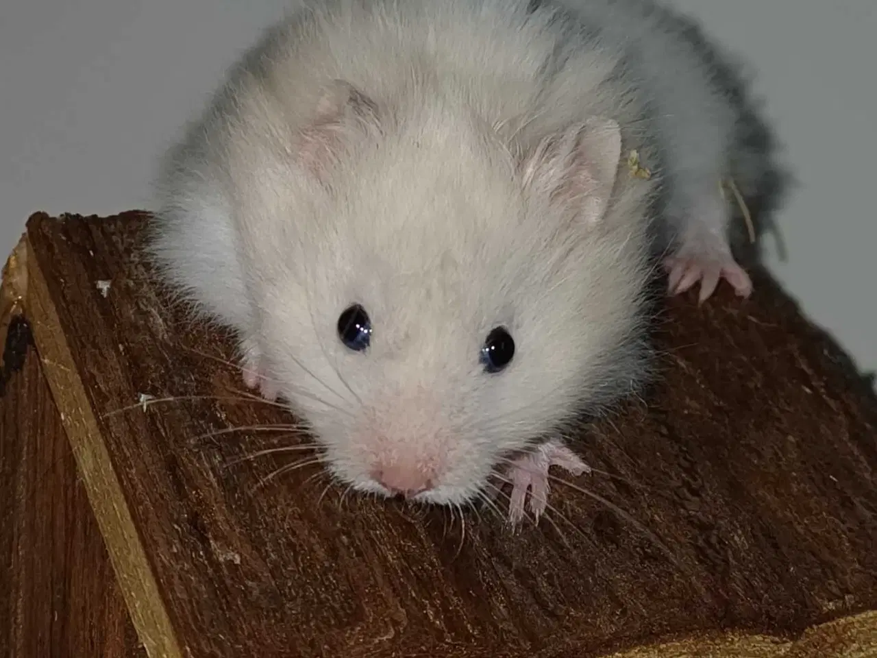 Billede 8 - Guldhamster unger