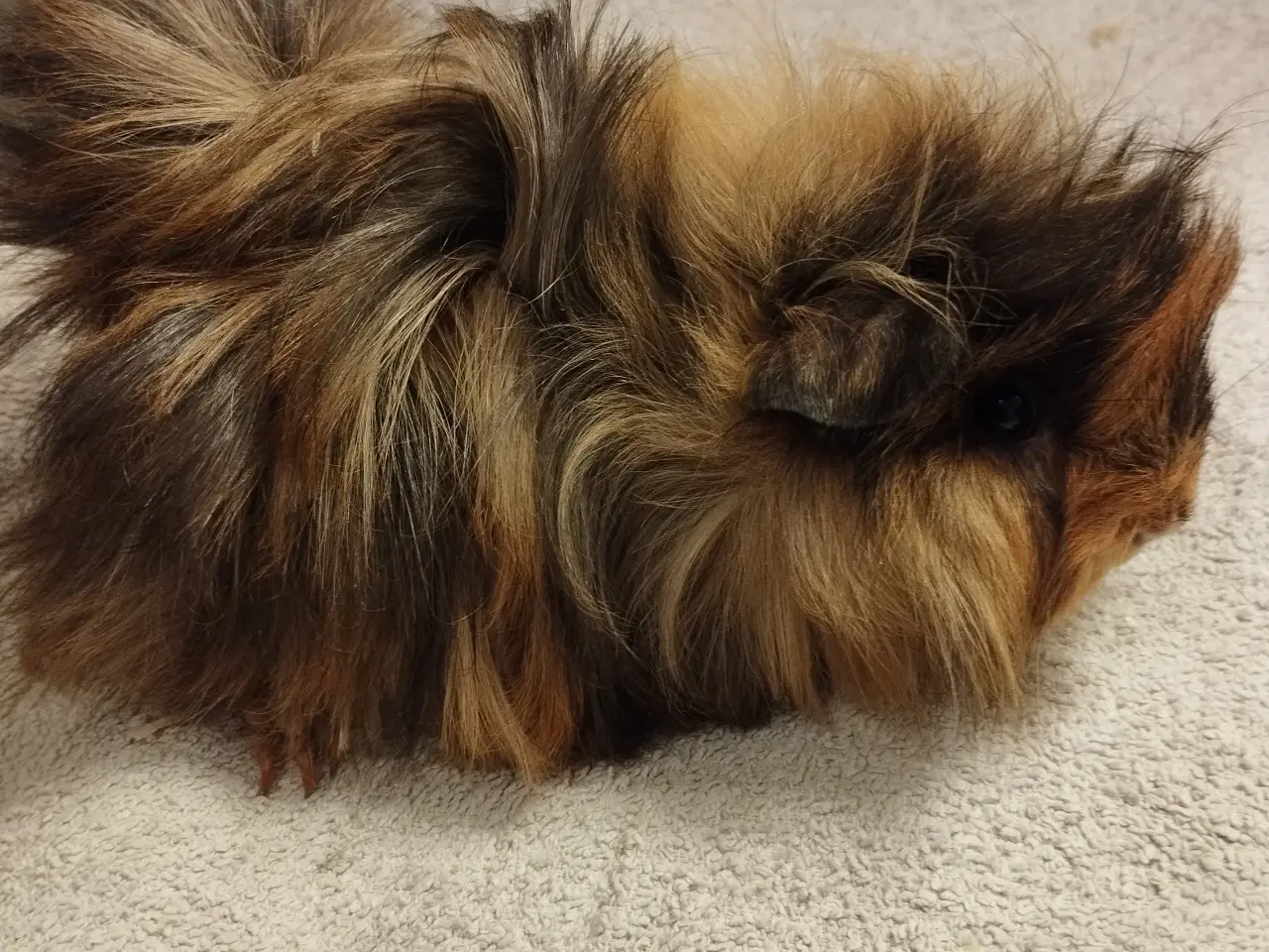 Billede 10 - Ægte sheltie, puruaner ,Texel ,lang hårs hvirvler.