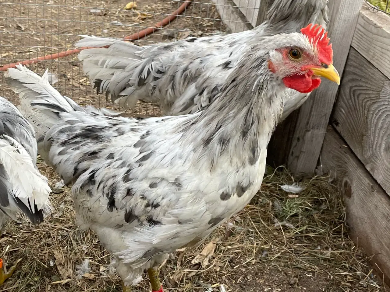 Billede 3 - Silverruds blå, haner