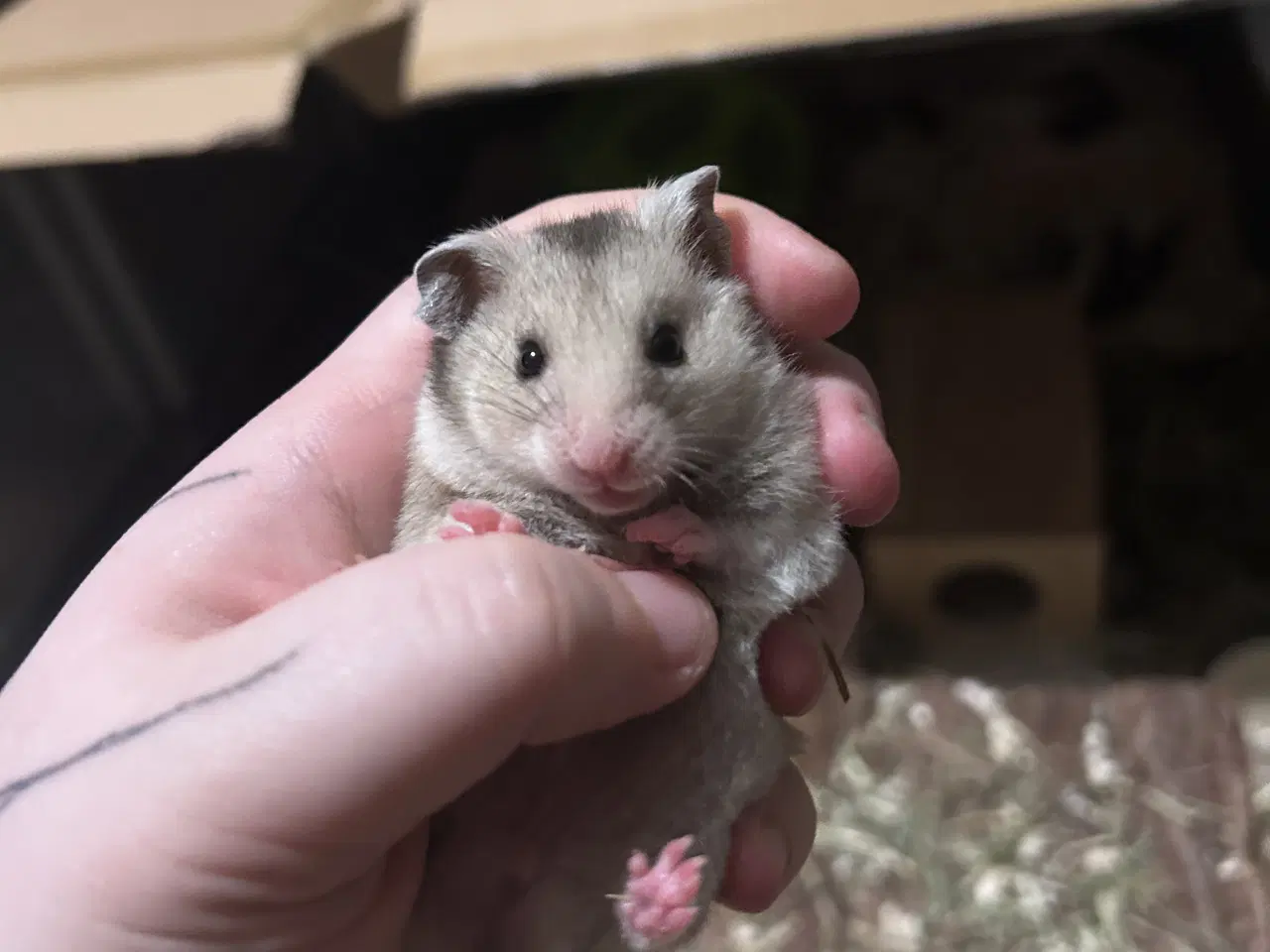 Billede 4 - Sibiriske guldhamster unge