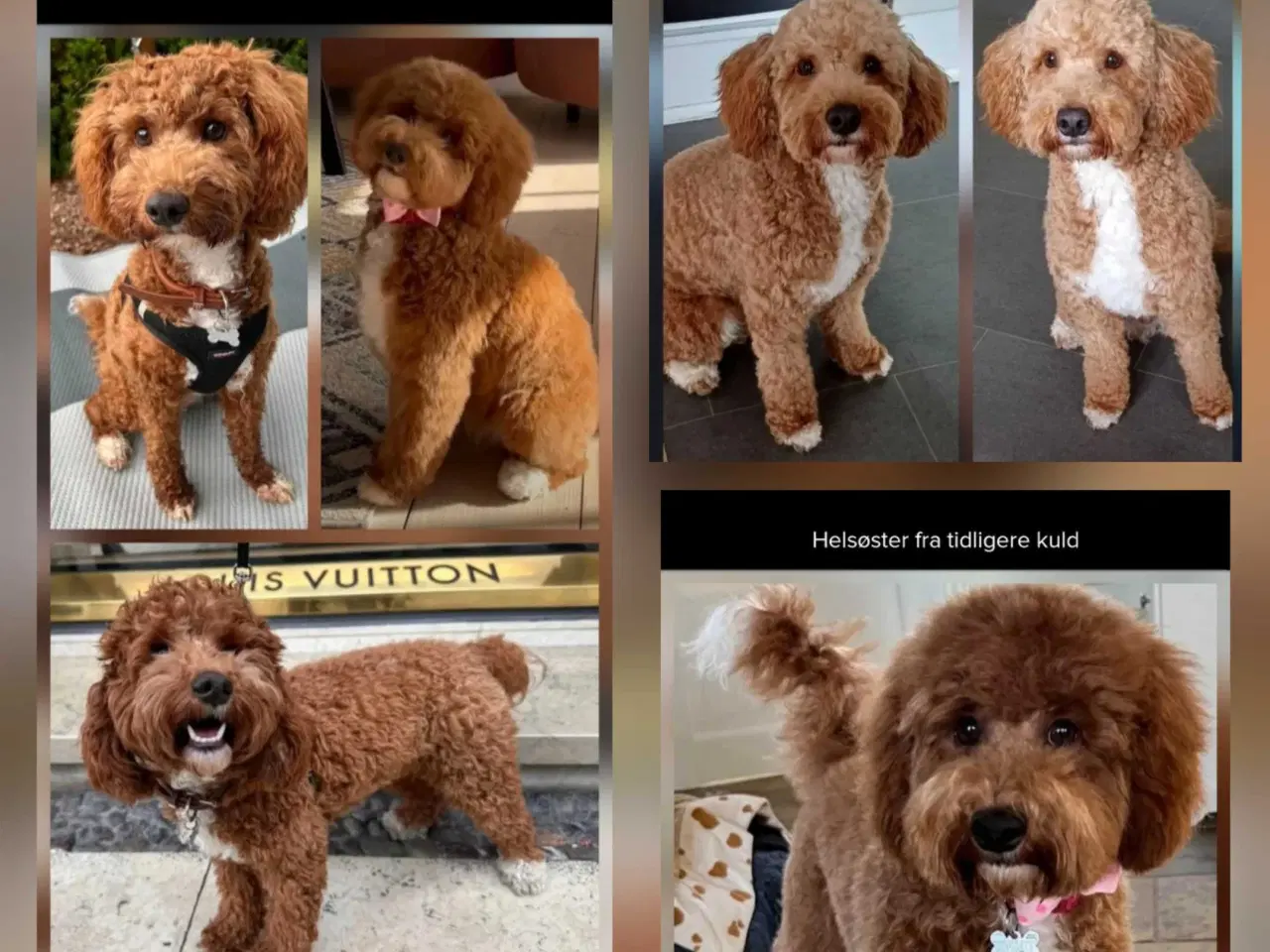 Billede 8 - Doodle hvalpe