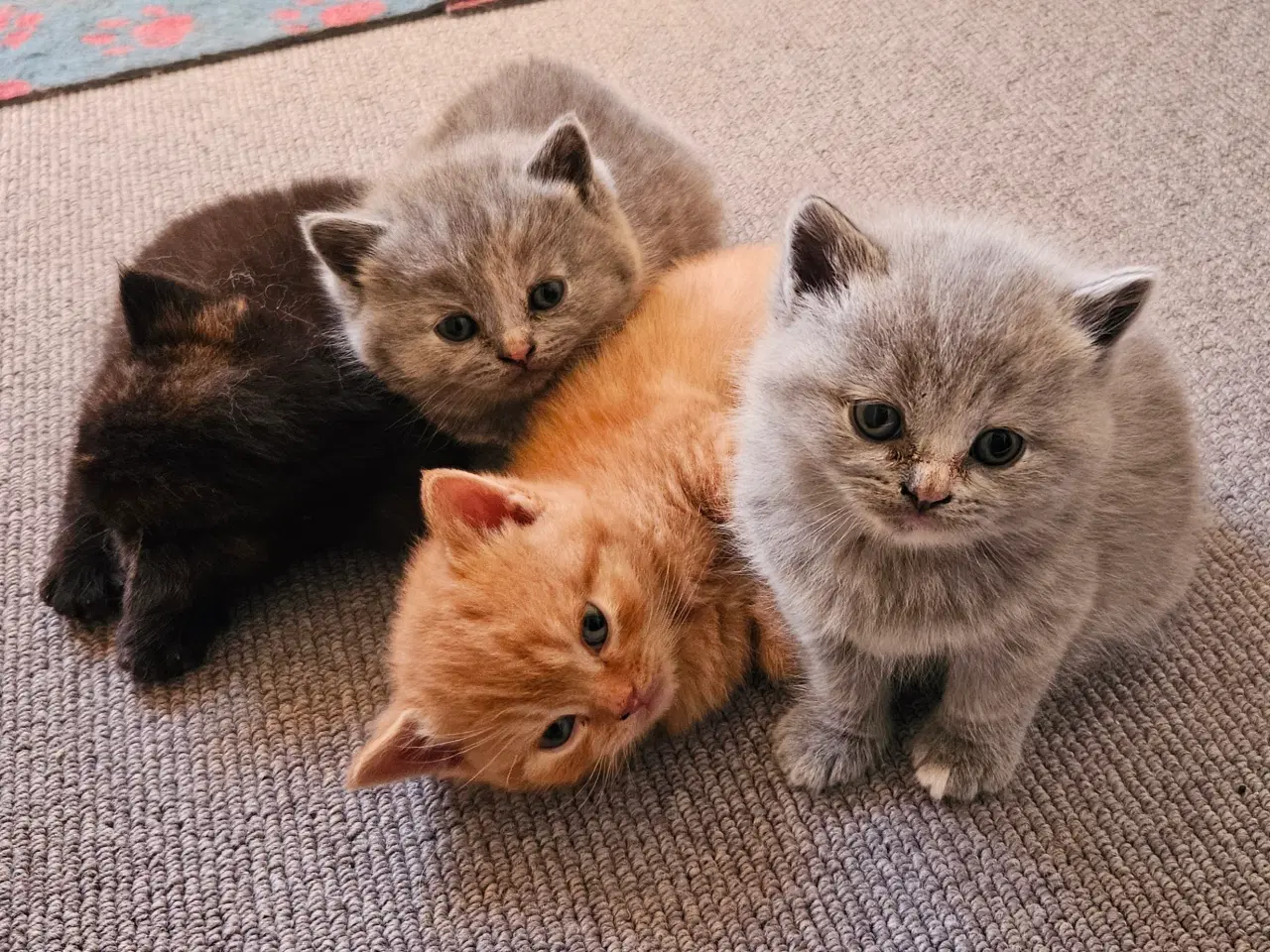 Billede 3 - British shorthair killinger med stamtavle