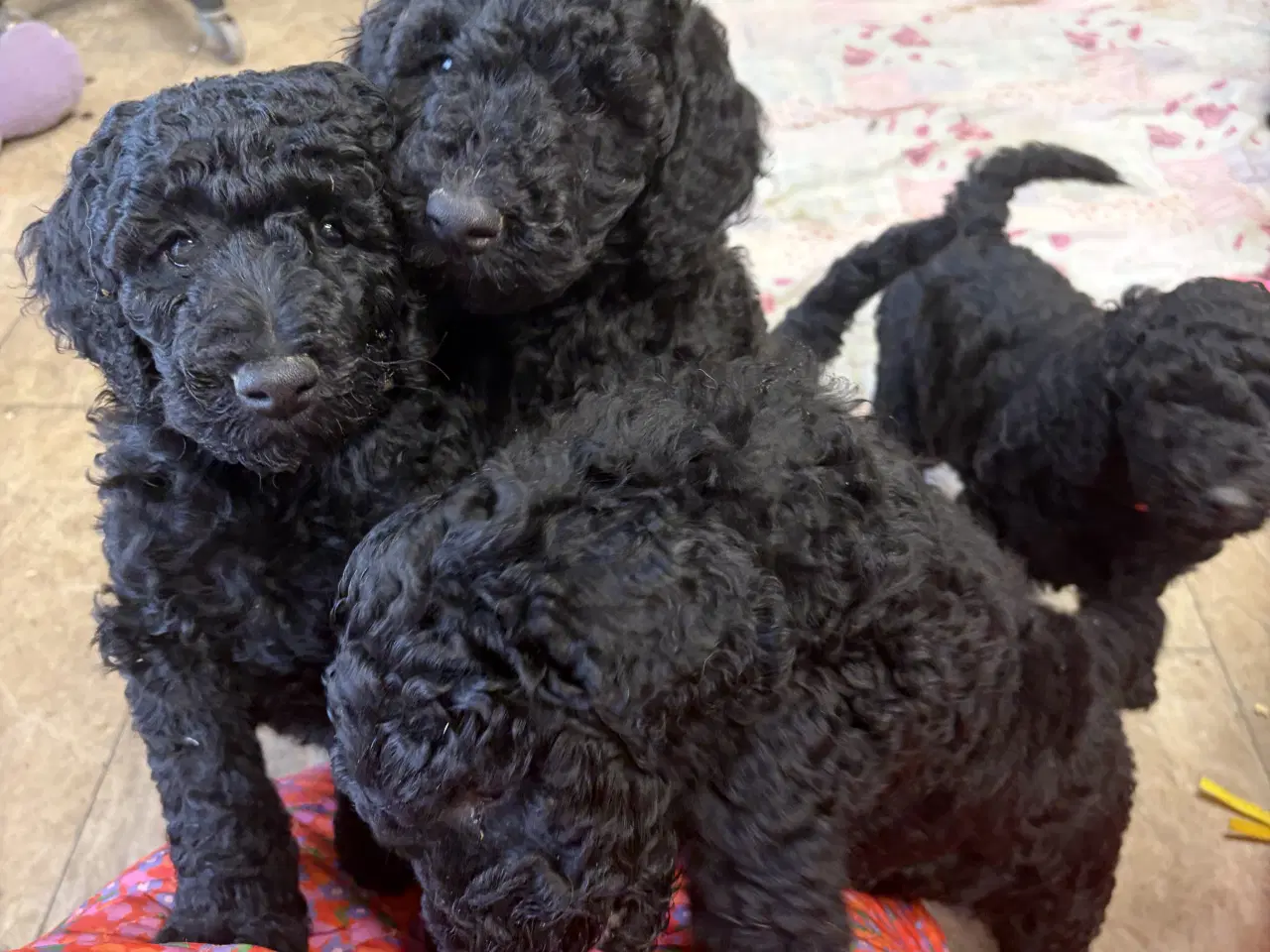 Billede 7 - Ægte mellem/stor puddel drenge må rejse nu !