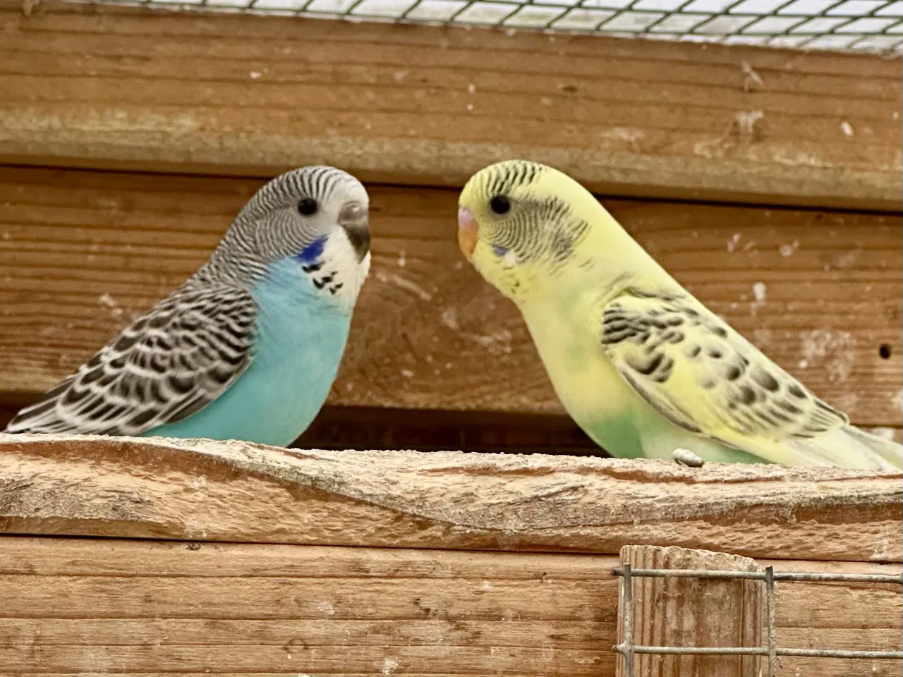 Billede 3 - Undulater fra 2025