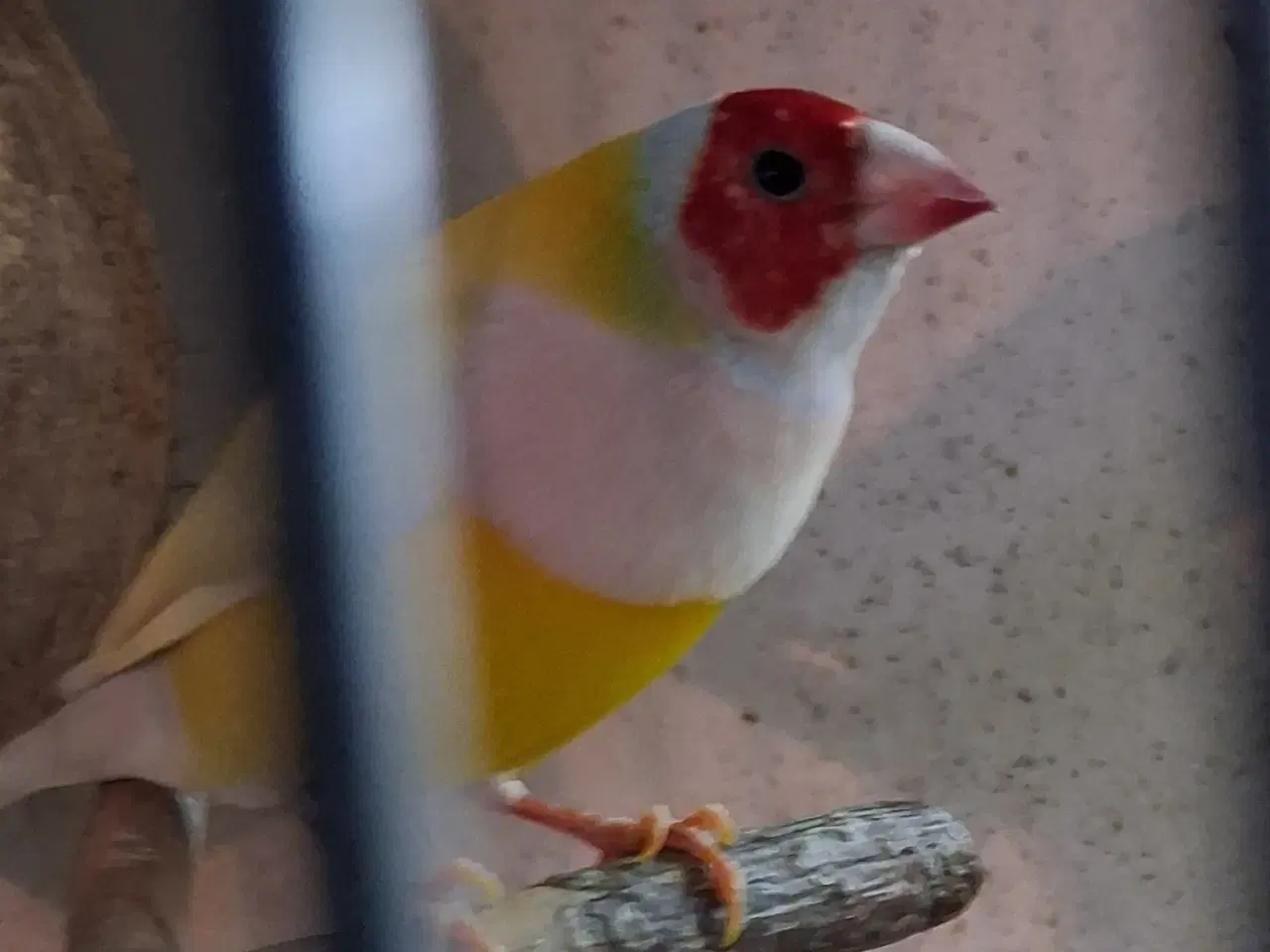 Billede 1 - 1 gouldsamadine han sælges 