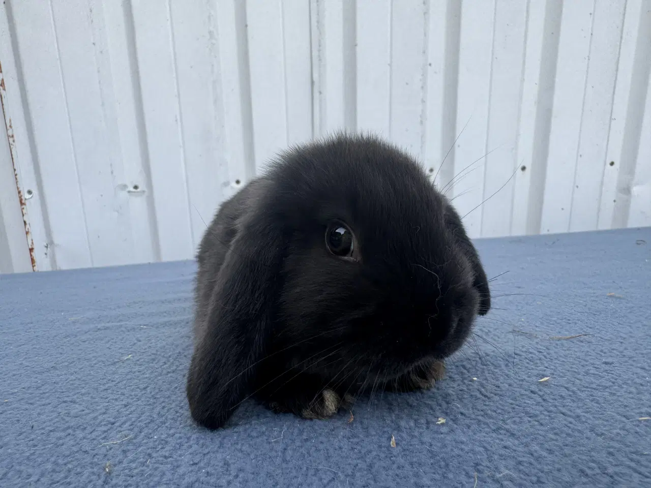 Billede 3 - Dværgvædder hunkanin