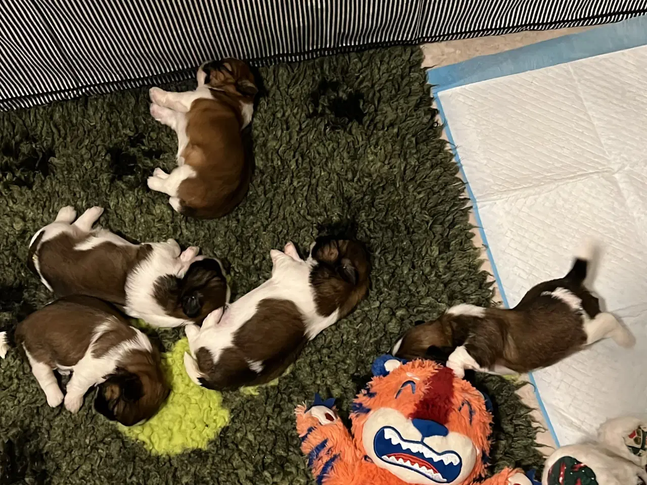 Billede 10 - Shihzhuer 5 drenge og en pige