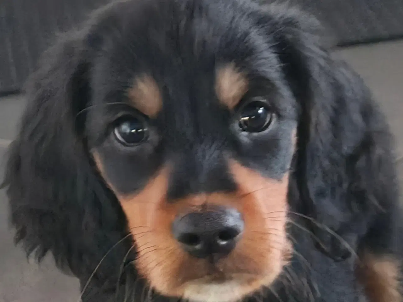 Billede 1 - Gordon Setter