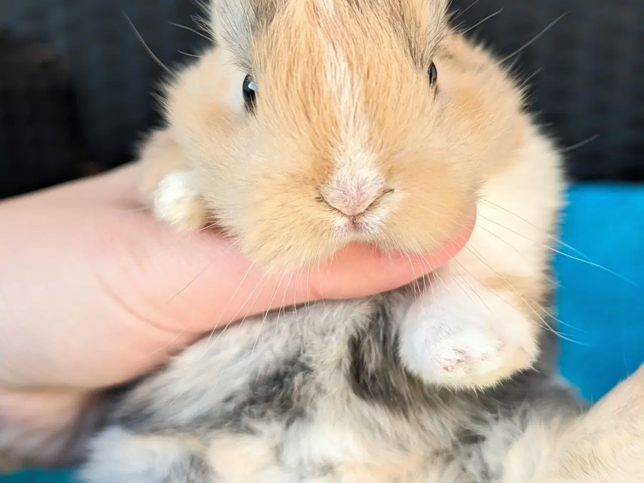 Billede 7 - Hermelin kaninunge sælges 