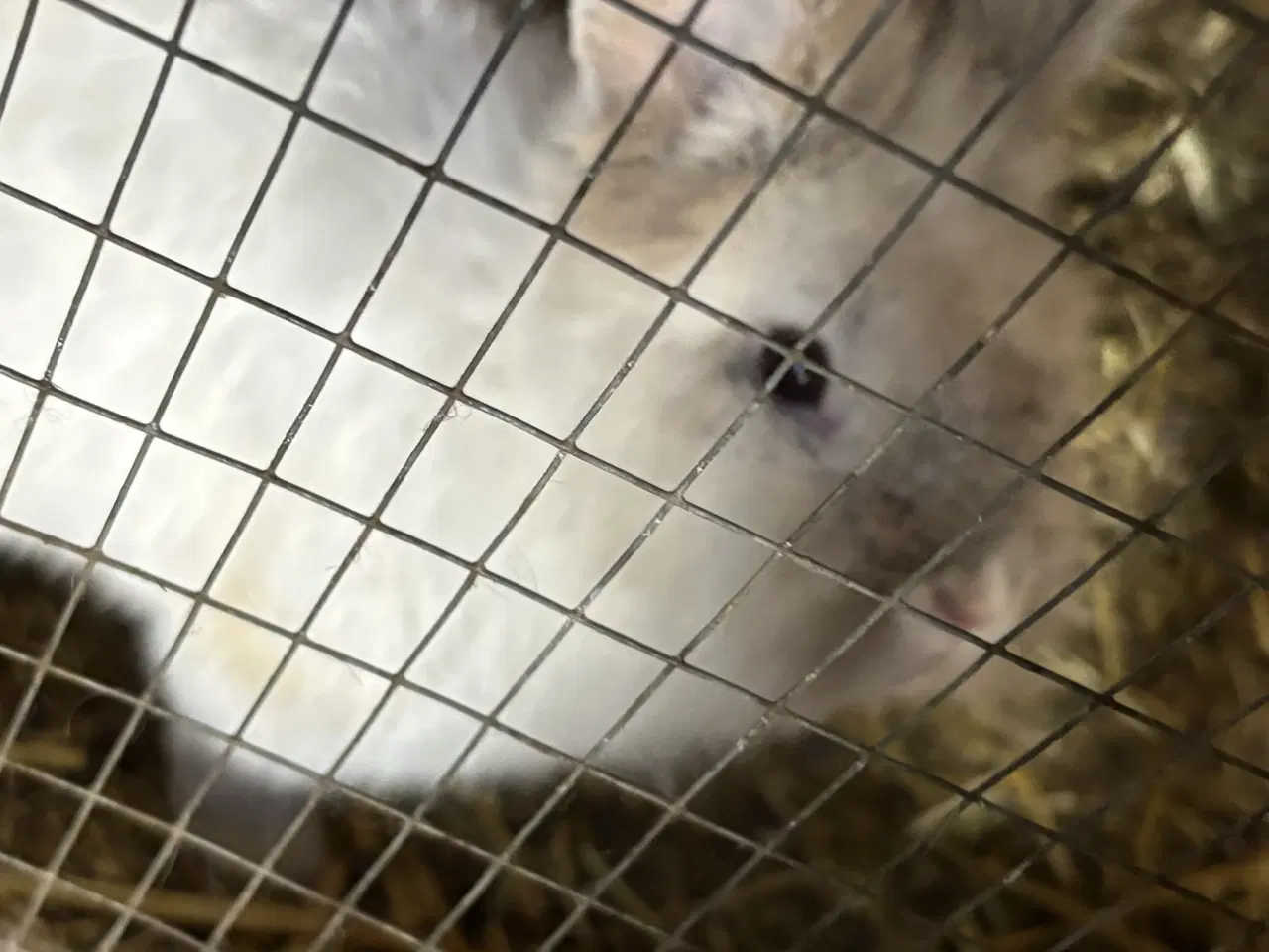 Billede 5 - Kaniner sælges