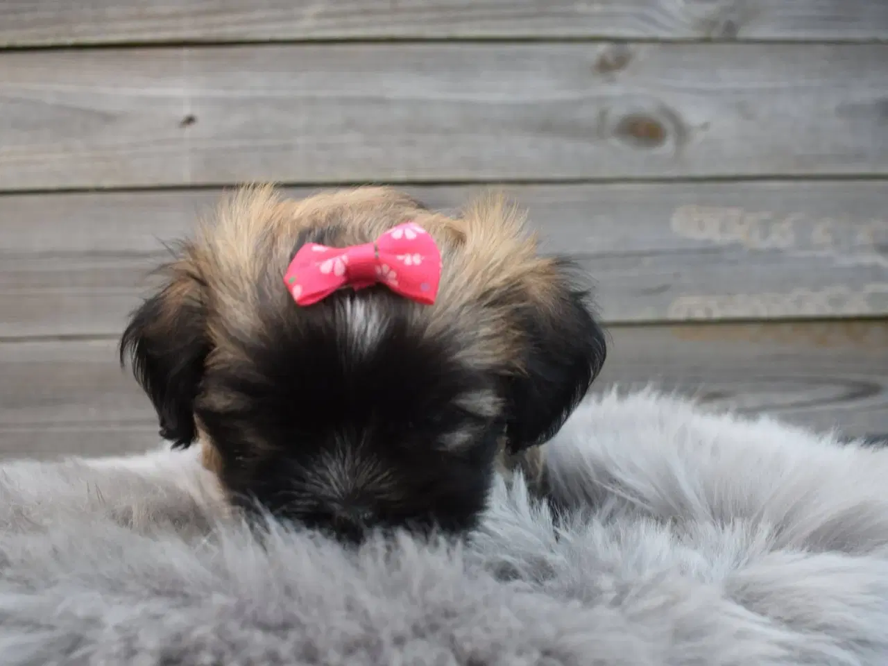 Billede 5 - Lhasa apso pige med stamtavle 