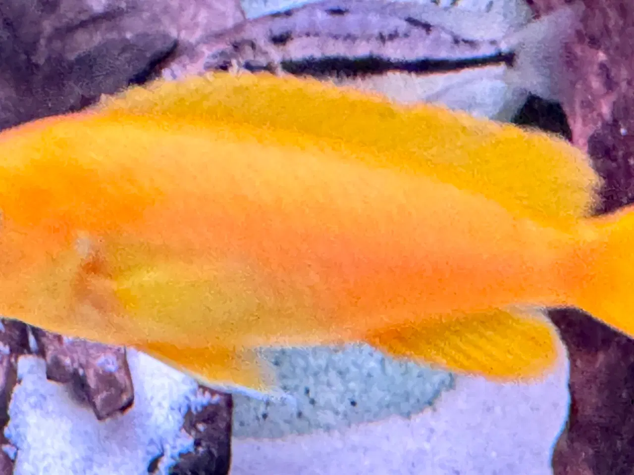 Billede 2 - Har en lille flok f2 super flotte salousi malawi 