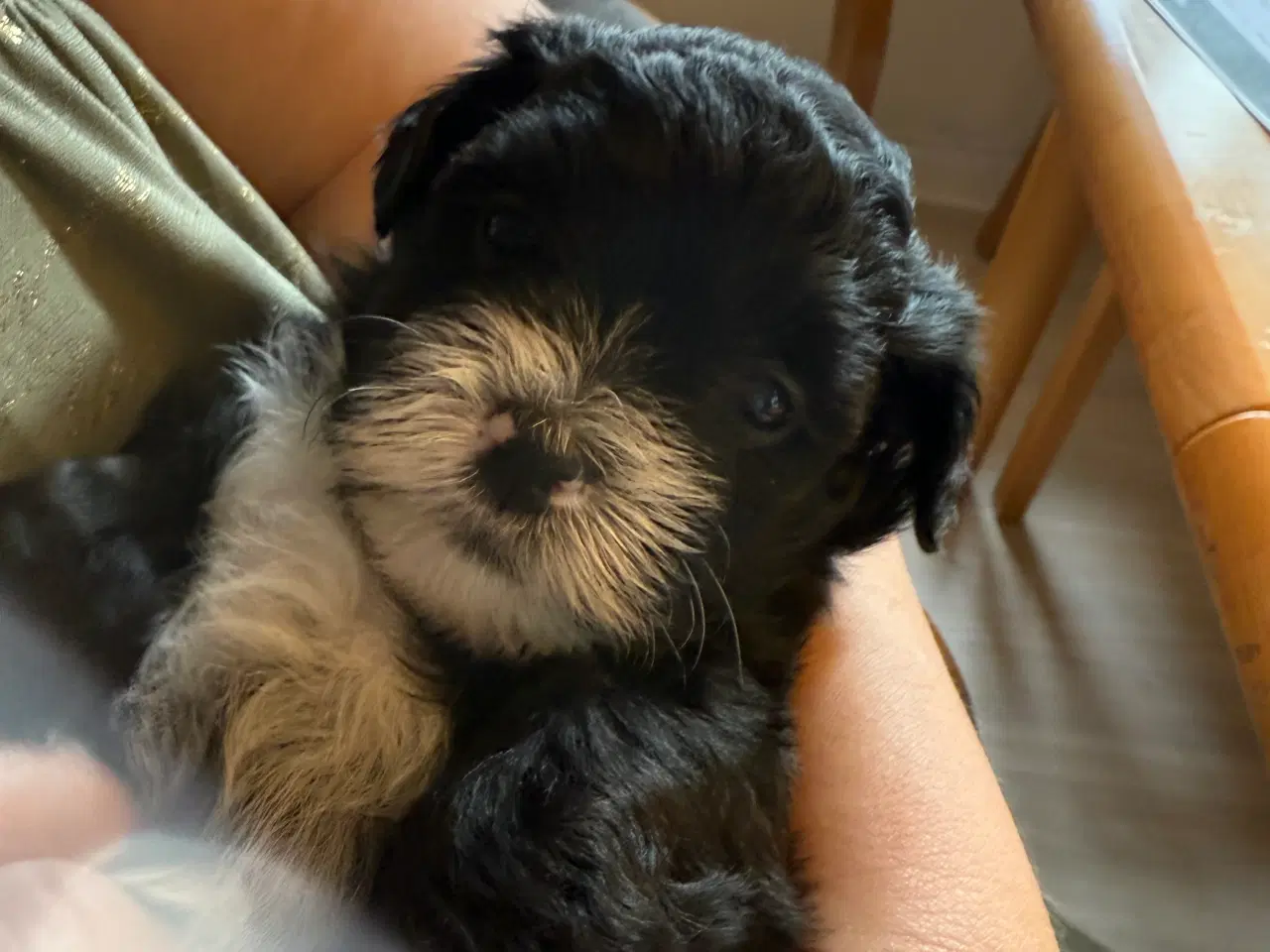 Billede 2 - Ægte bichon  havanais.