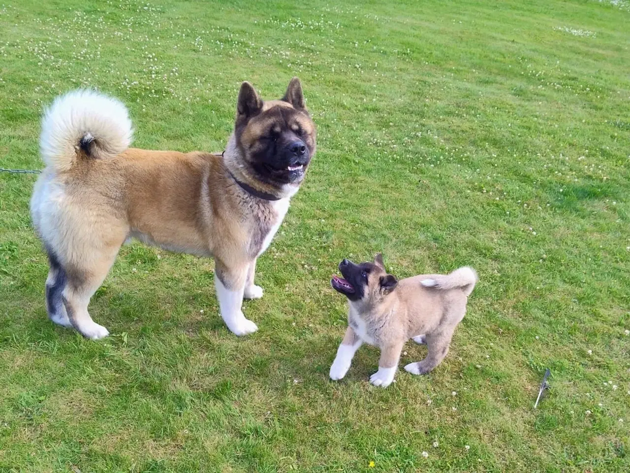 Billede 8 - Dreng hundehvalp Akita American 