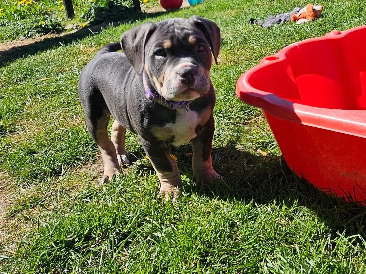 Billede 3 - American bully 