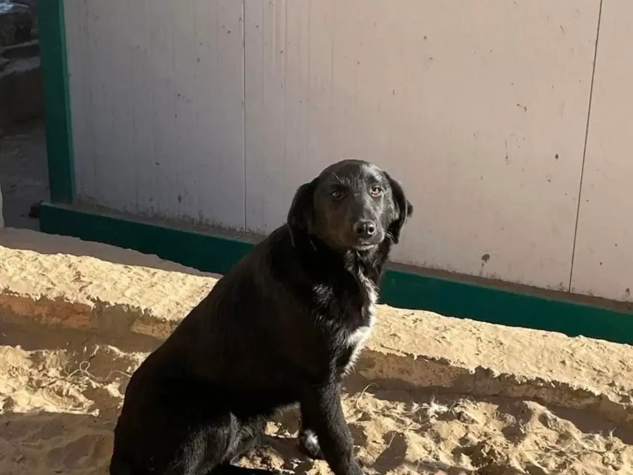 Billede 7 - Sødeste Frederikke søger familie ❤️