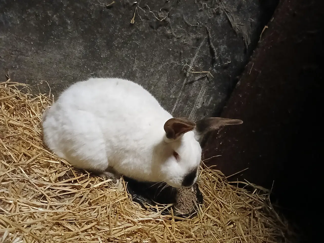 Billede 4 - 4 kanin søger nyt hjem 