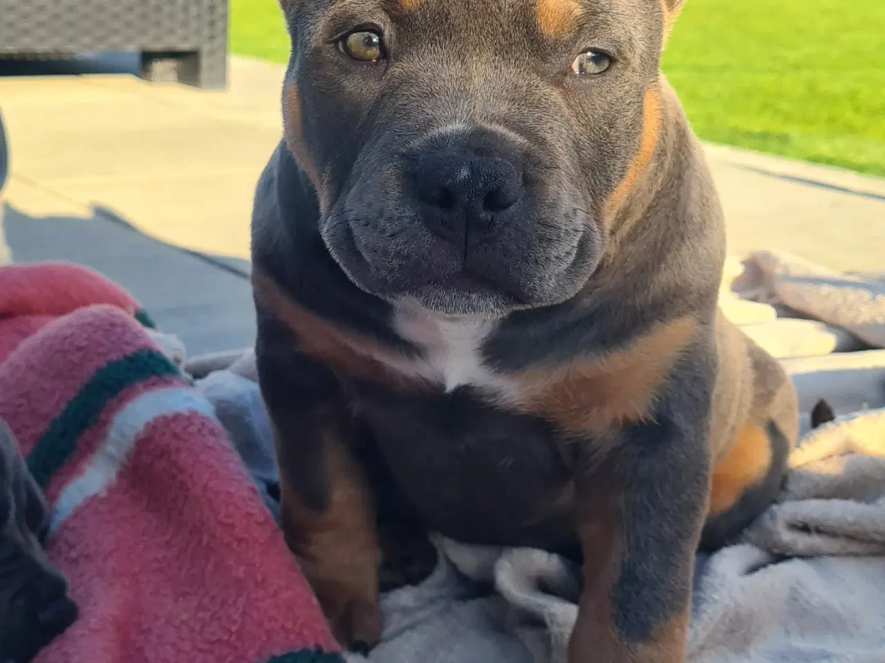 Billede 10 - American Bully Dreng 11 uge 