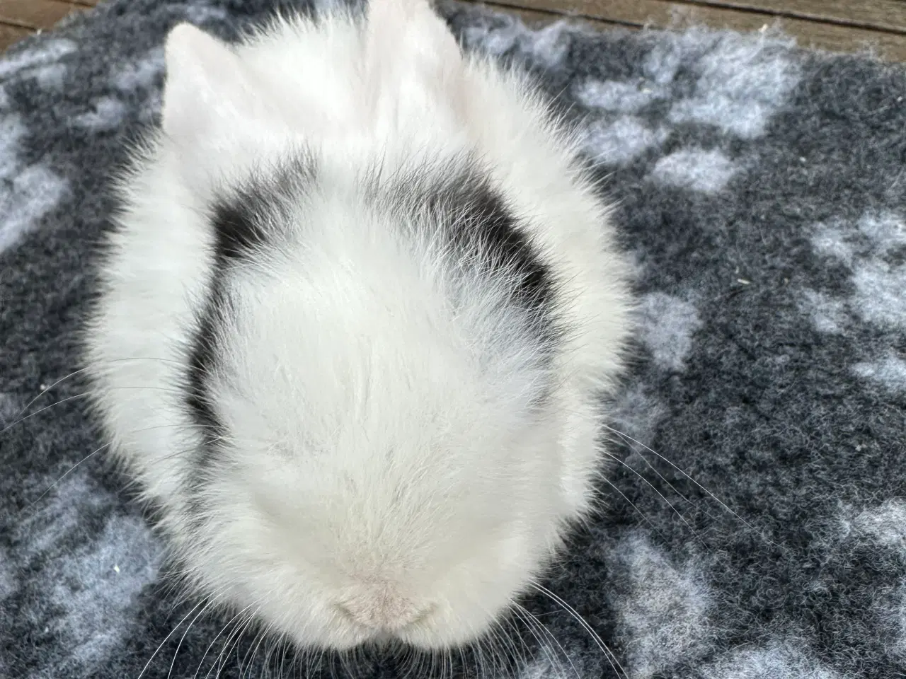 Billede 4 - Minilop kaninunge