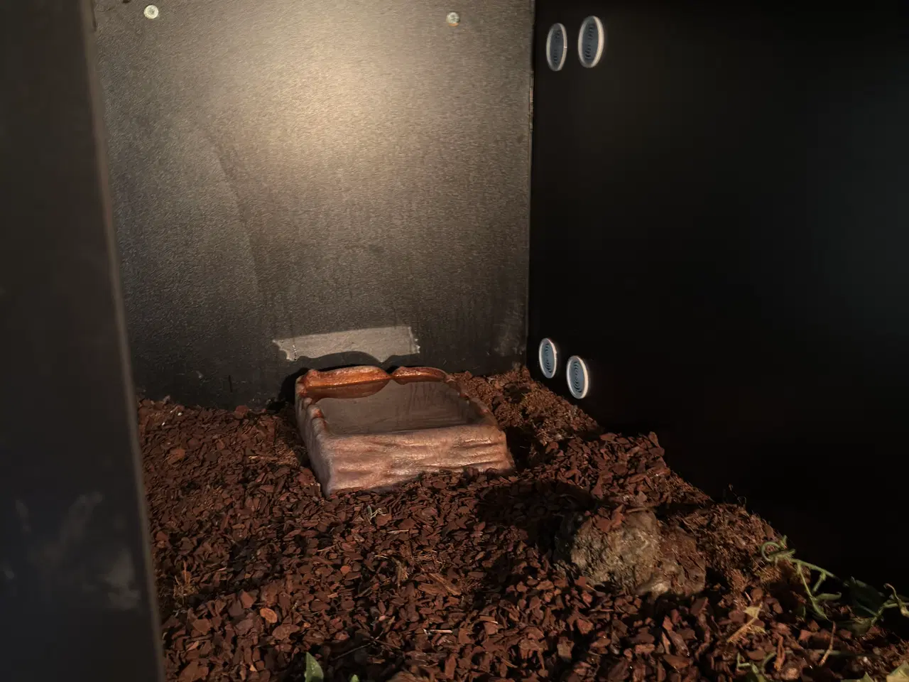 Billede 5 - Costa Rica Boa, Han + terrarie . Gives gratis væk 